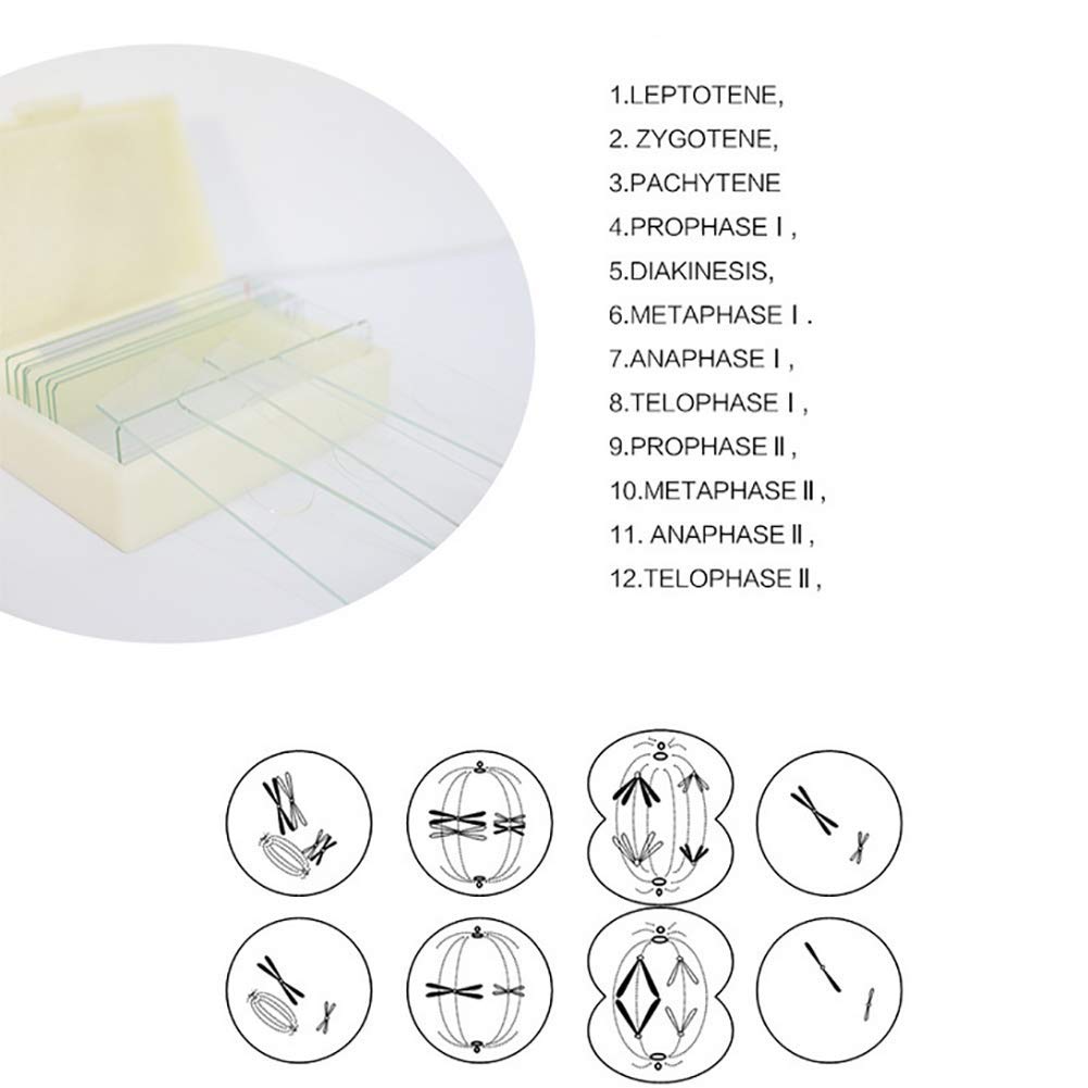 Medical Lab 12pcs Prepared Botany Slides On Plant Research