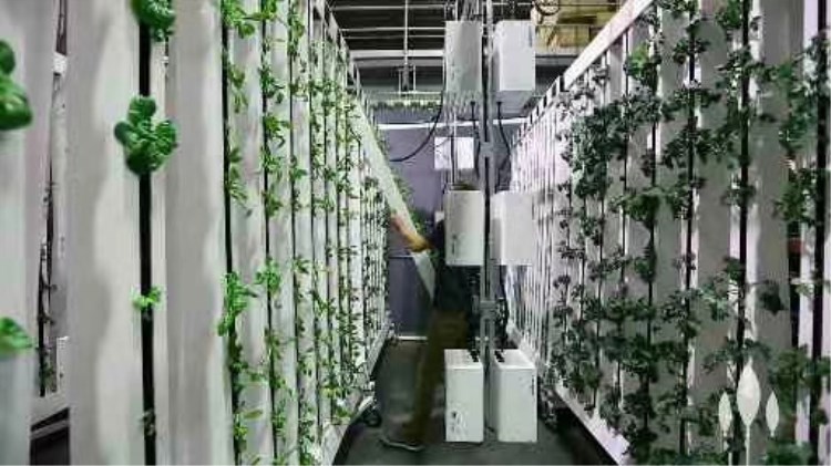 Commercial Hydroponics Nft Strawberry And Flower Vertical Growing System Zipgrow Tower
