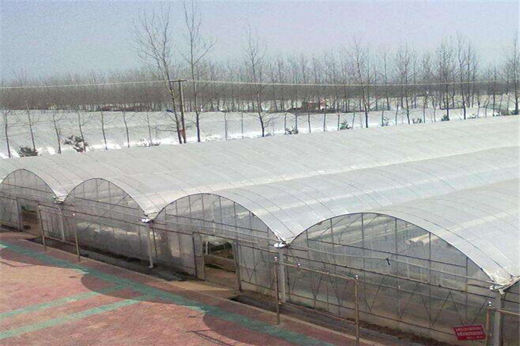  insect nets