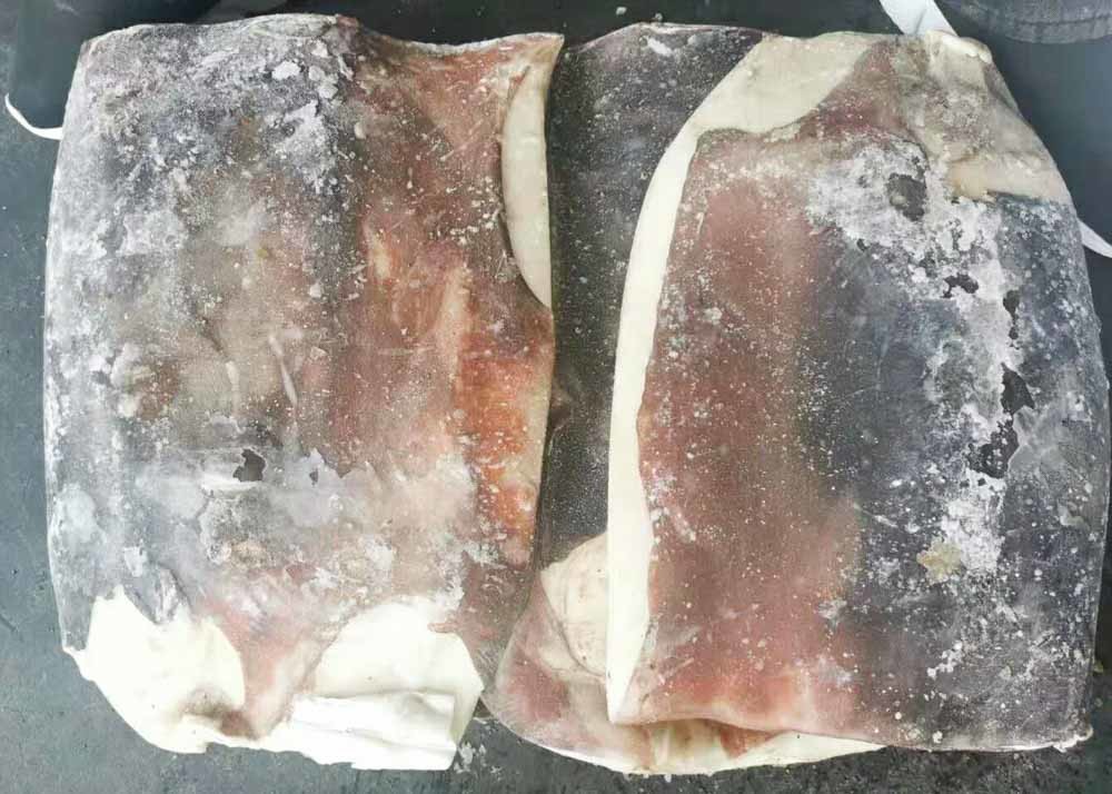 Bqf Squid Dried Fish Frozen Huge Size Store Condition -18 Degree C