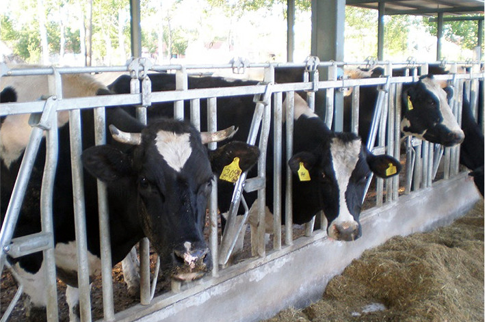Bend Pipe Dairy Cow Headlocks Hot Dipped For Pig Farming Livestock Feeding