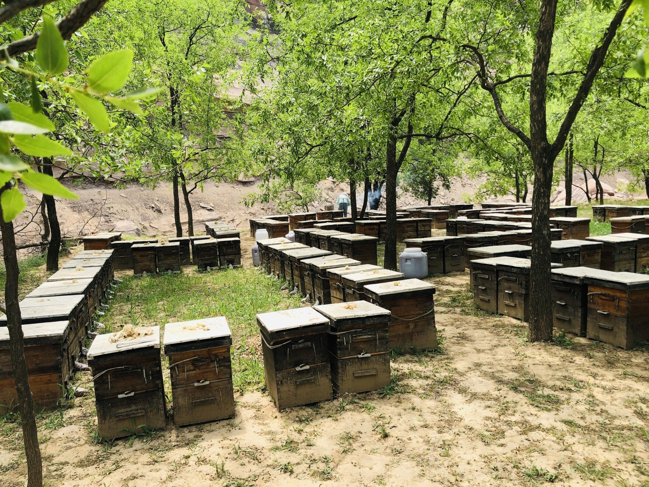 Wholesale High Quality 100% Natural Pure Bush forest Honey No Additives Natural Bee Honey