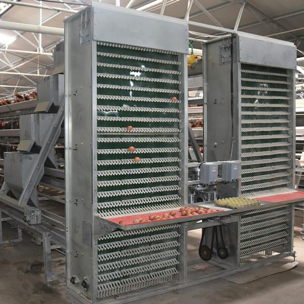 Quality 4m/Min Poultry Egg Collection System for sale