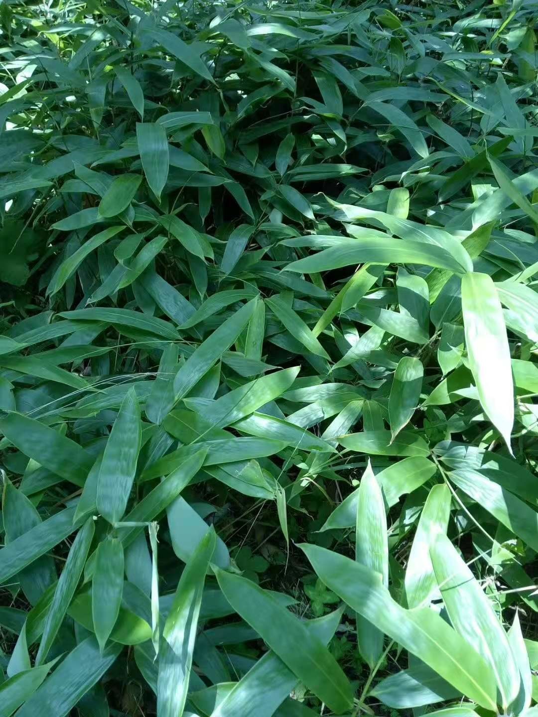 100% Nature Green ISO9001 Bamboo Dropping Leaves
