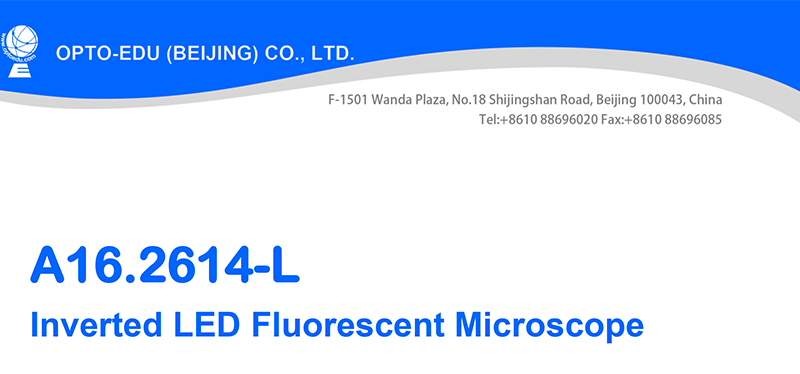 Binocular Wide Field Fluorescence Microscopy A16.2614 40X - 1600X Magnification