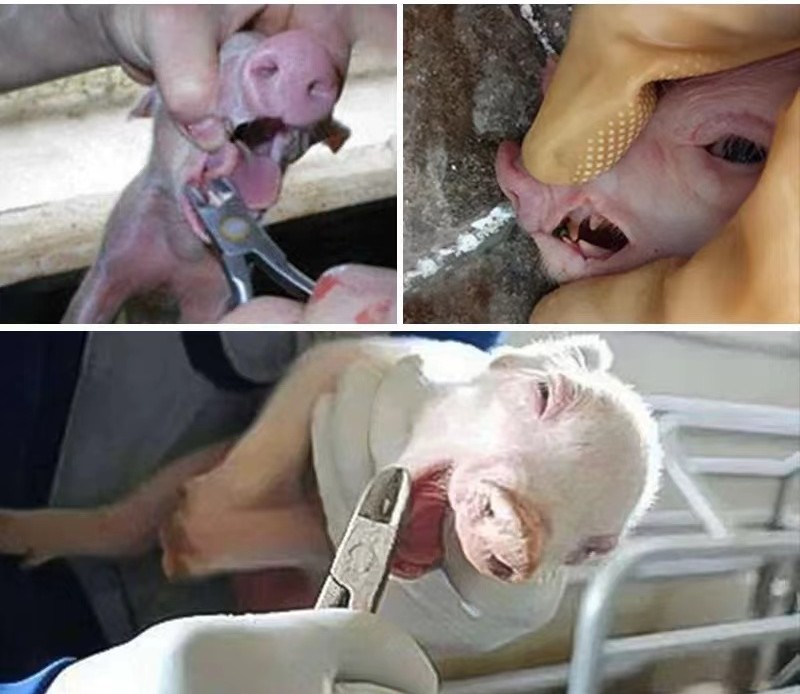 Livestock Accessories Teeth Cutter For Pigs Small Animals