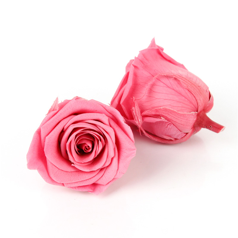 DIY Pink Preserved Rose Heads Pretty Appearance Keeping Everlasting Memory
