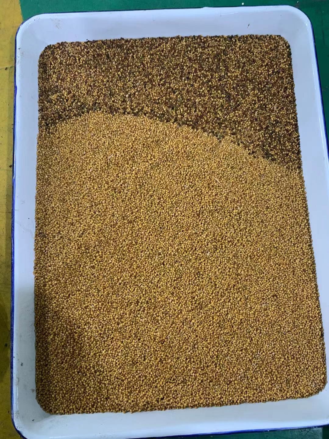 CCD Full Color Beans Color Sorter Machine 304 Stainless Steel Hopper