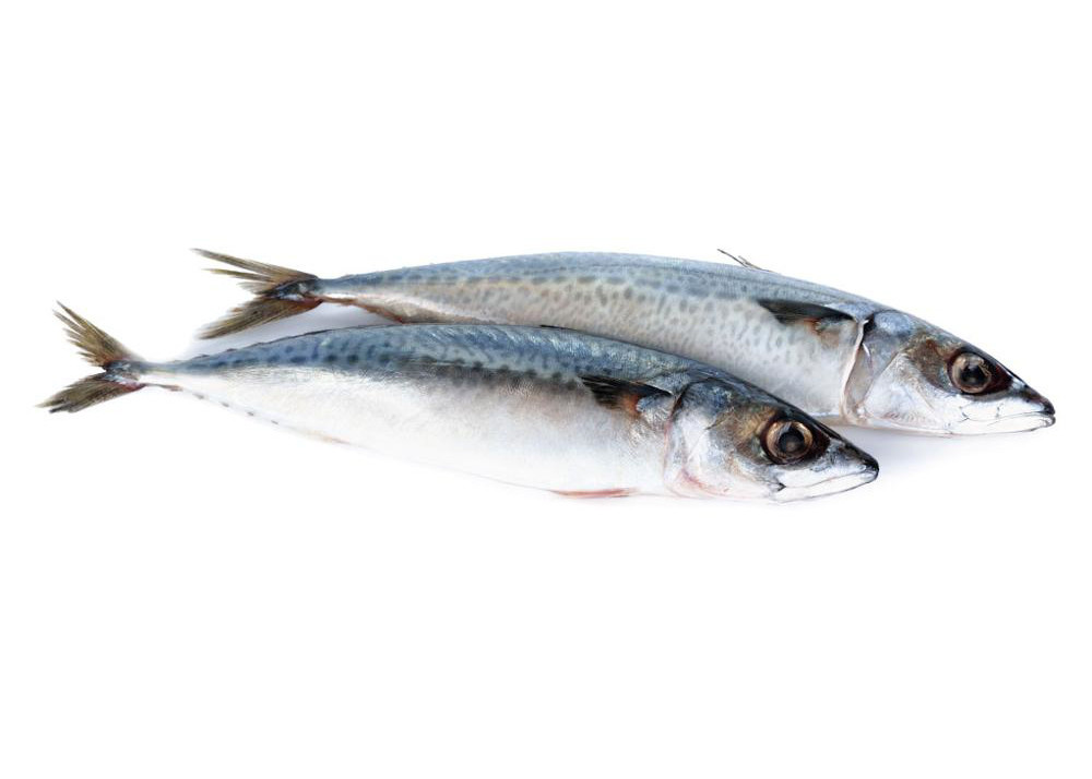 Frozen Seafood Pacific Makerel Fish