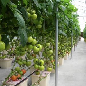 Customized Request for Venlo Multi Span Greenhouse 1 Square Meter Min.Order