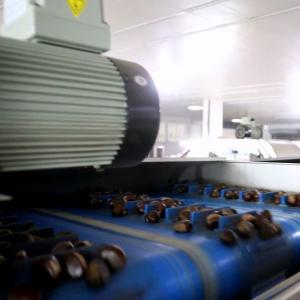 1.5 Ton Output Intelligent Chestnut Sizer And Grader Machine With 99.9% Sorting