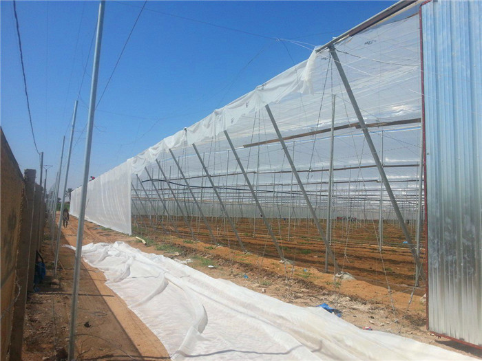 Agriculture Horticulture Vegetable Science, Crop-Protection-Net, Pest Management, Anti-Insect And Hail Nets Manufacture