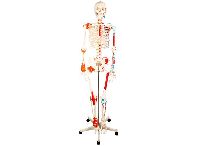 Medical Life Size Plastic Human Skeleton , Human Torso Cat Dog Skeleton