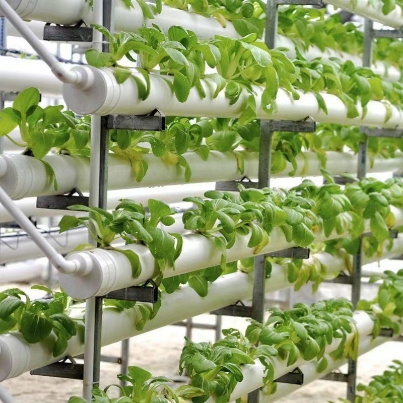 Tunnel Greenhouse for Agriculture and Vegetables