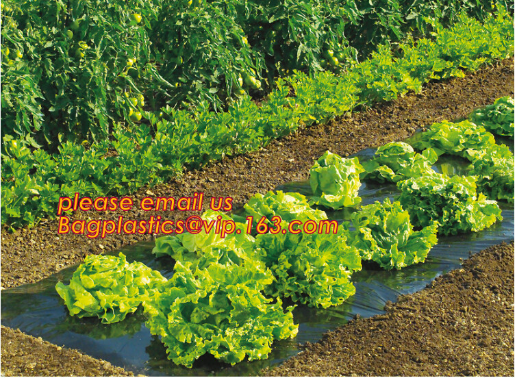 Multi-Span Plastic Film Cover Natural Ventilation Vegetable Greenhouse,Greenhouse Kits Plastic Greenhouse 200 micron gre