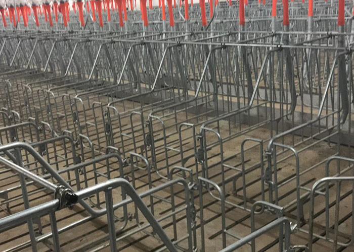 SS304 Piggery Pregnancy Sow Gestation Stalls Swine Farrowing Crates