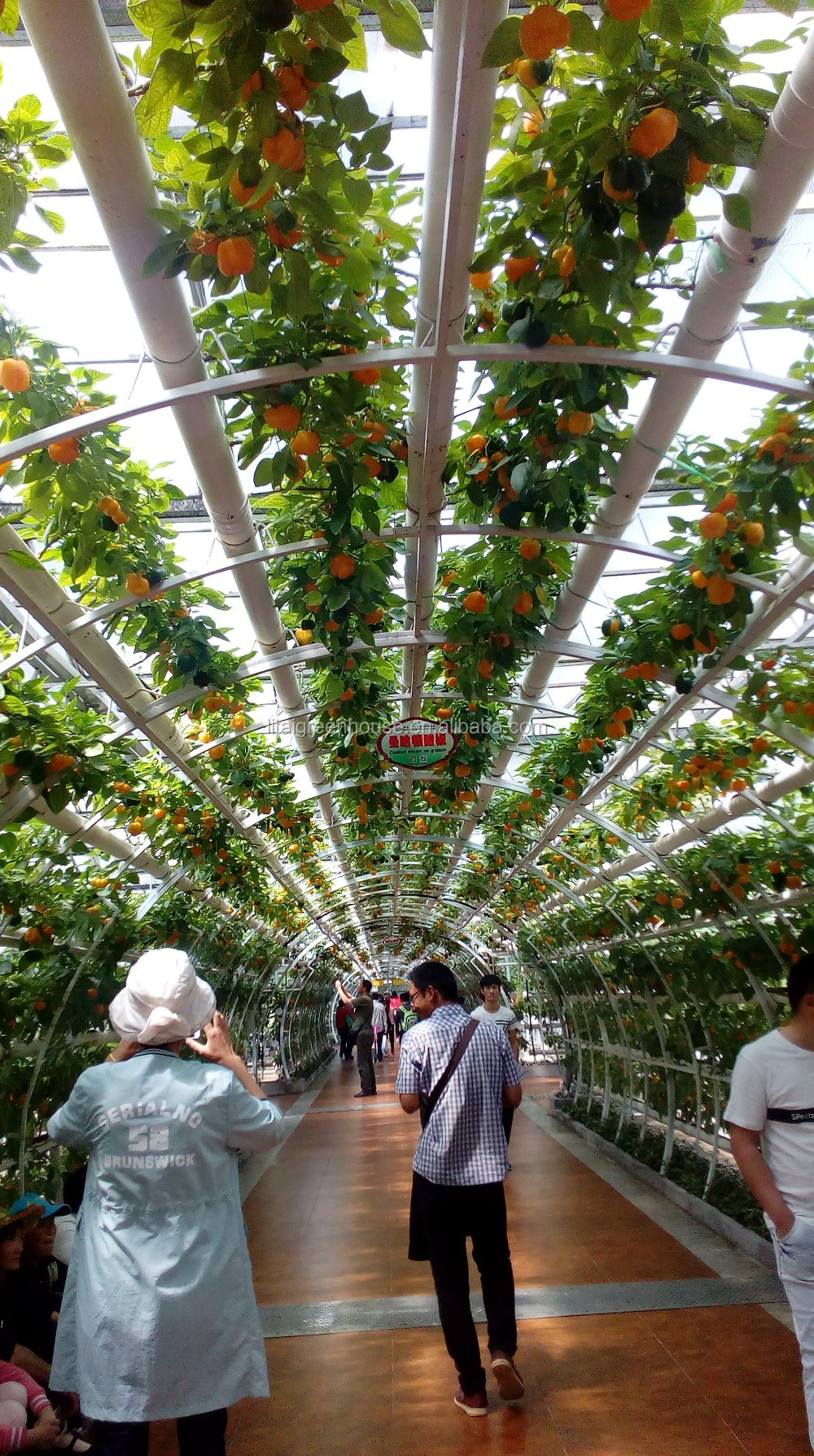 Grow Your Own Strawberries at Home with this Hydroponic Growing System Easy to Install