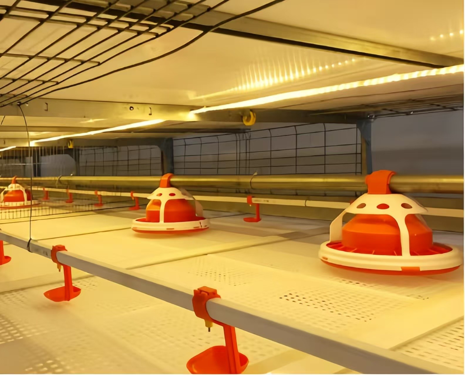 Poultry Farm Equipment A Type Battery Broiler Chicken Cage For Small Farm