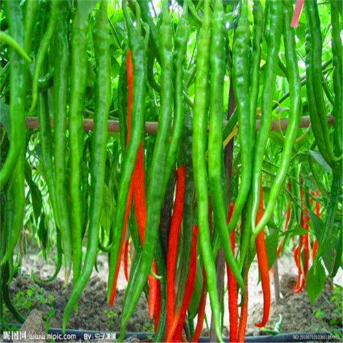 8000-12000shu Erjingtiao Dried Chilis Moderate Heat Chili Bean Paste Use