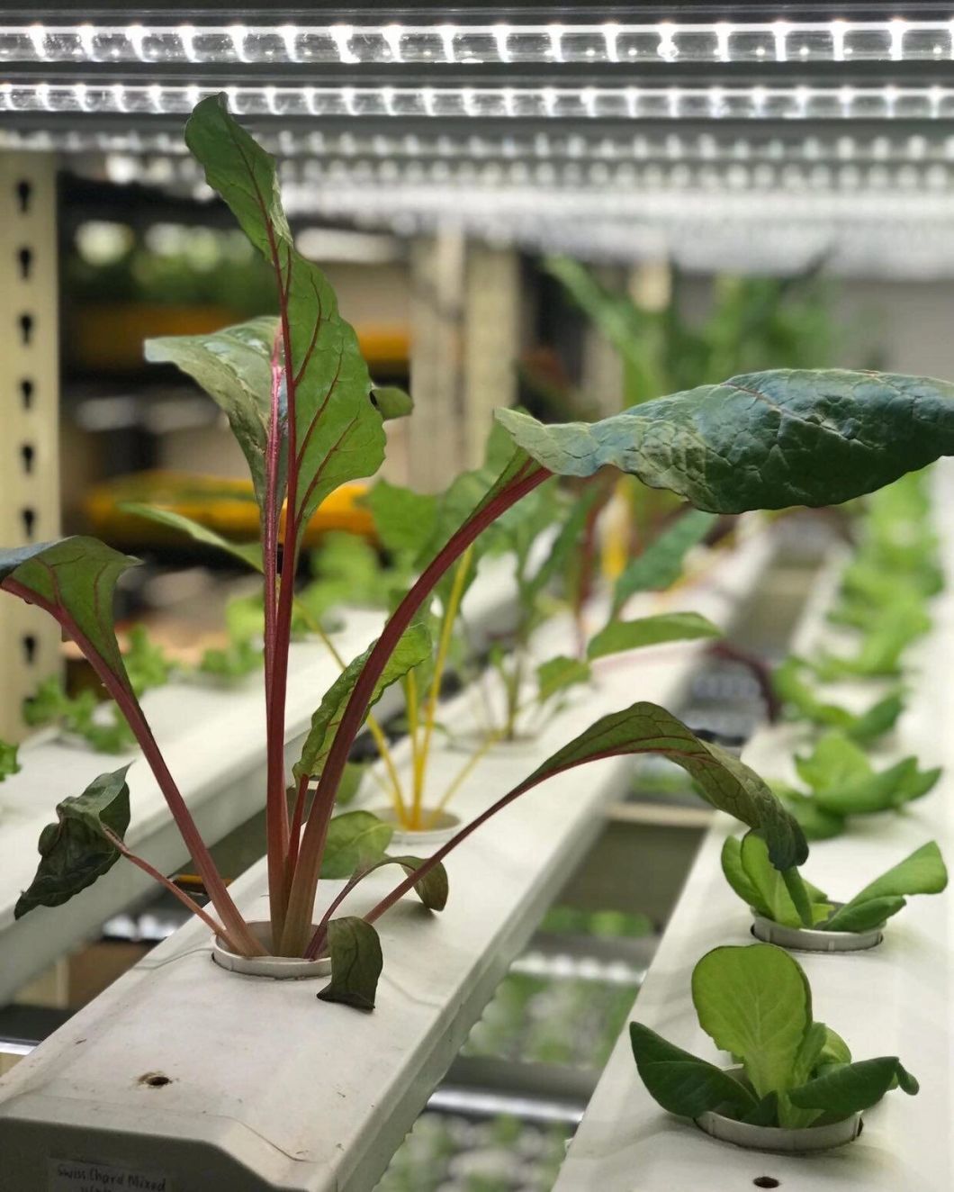Greenhouse Suitable for Soilless Cultivation of Vegetables and Fruits