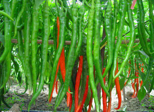 Quality 4cm-7cm Erjingtiao Dried Chilis Strong & Pungent Chilli Flavor for sale