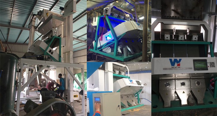 220V / 50Hz Wenyao Color Sorter Machine For Coffee Bean Cherry