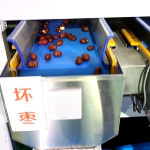  Computer Control Intelligent Stainless Steel Dates Sorting Grading Machine 10 Lanes Manufactures