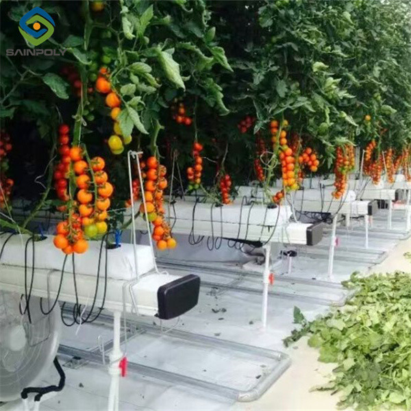 Agriculture Multispan Greenhouse For Tomatoes Turnkey Project Customizable Size