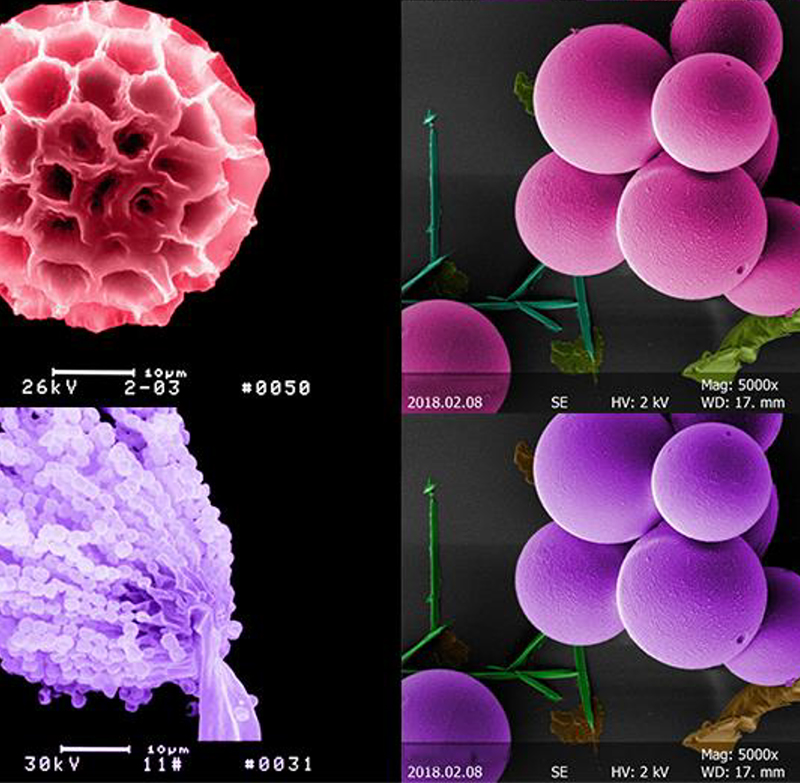 Controled Mouse Scanning Electron Microscope Sem 8x~800000x Magnification