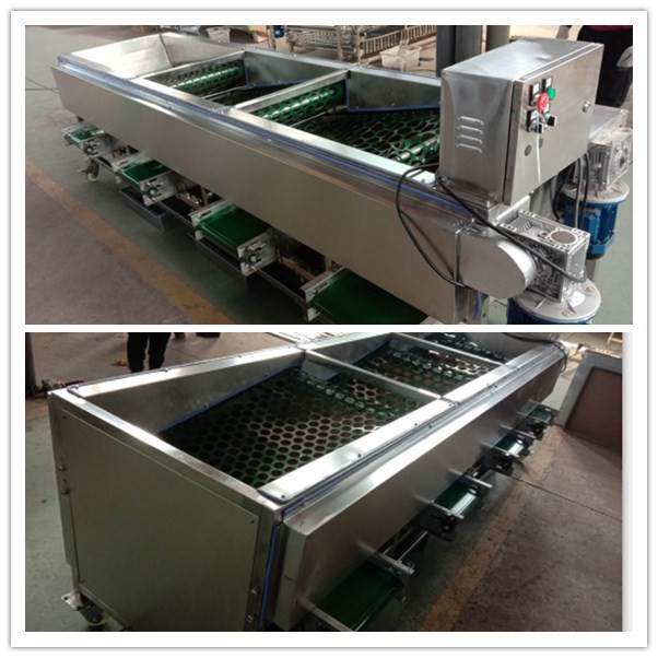 mushroom sorting machine,mushroom grading machine,walnut sorting machine,walnut grading machine