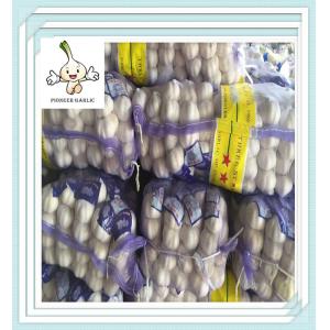 China Pure White Export Garlic - 1kg/Mesh Bag China Cold Store Garlic Fresh White Garlic In 500g on sale