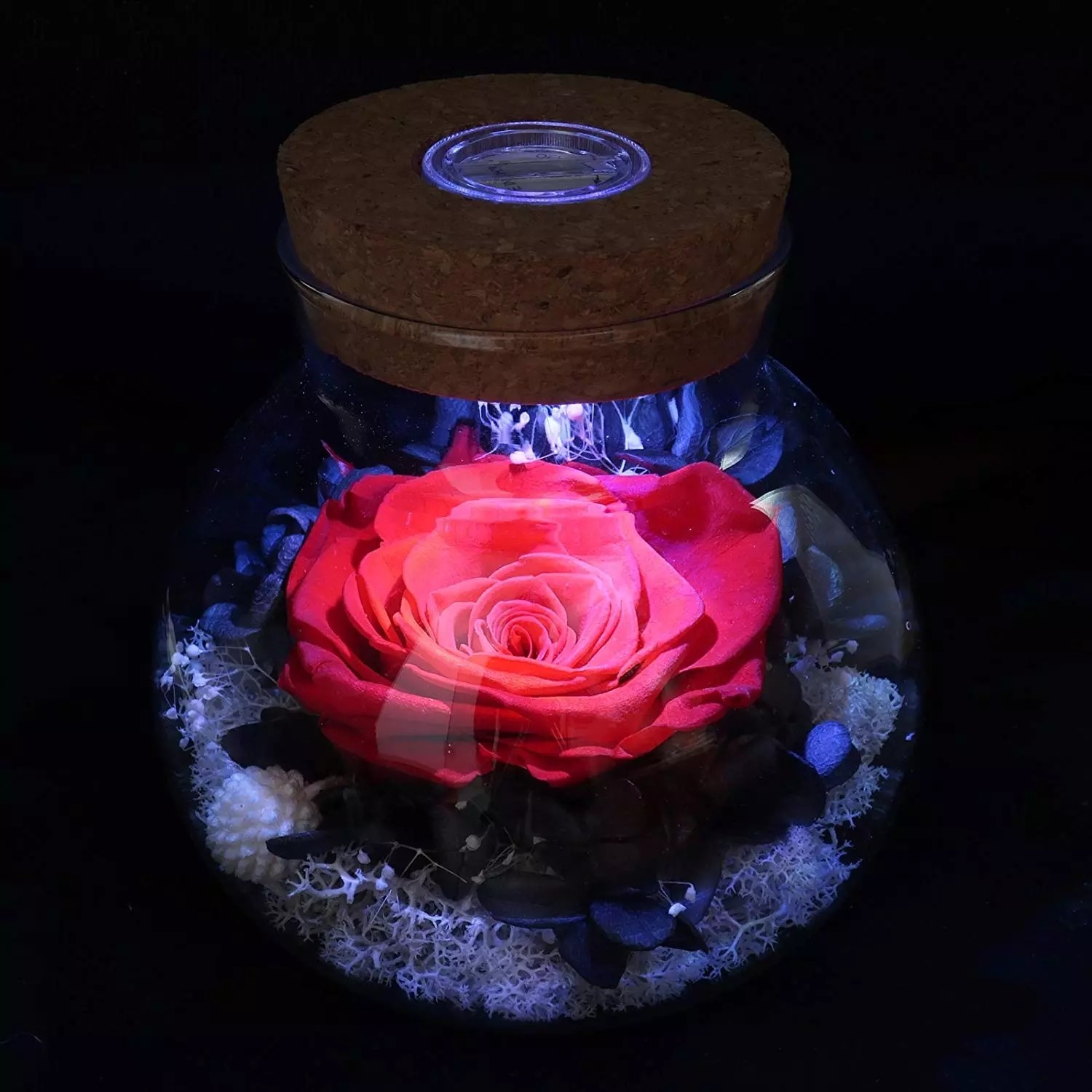Real Natural Fresh Big Rose Preserved Flower Preserved Everlasting Real Roses in Glass Dome for Sale