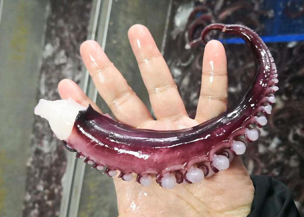 Iqf Seasoned Squid Tentacle