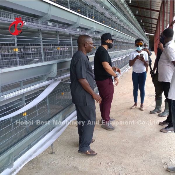 Automatic Poultry Farming Cage System With Electro / Hot Dip Galvanized Surface Rose