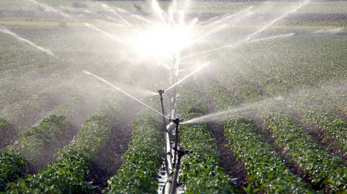 tee irrigation.jpg