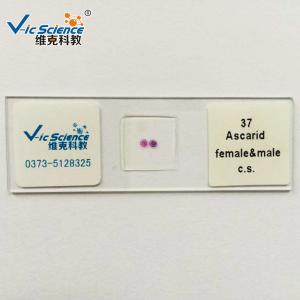  Students Set 25.4mm X 75.2mm Prepared Microscope Slides Manufactures