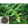 Buy cheap Vine Tea Extract, Dihydromyricetin 98%, Ampelopsin, CAS No.: 27200-12-0, from wholesalers