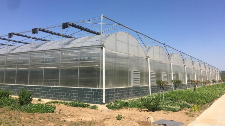 Film Cover Single-Span Agricultural Greenhouses for Agricultural Cultivation