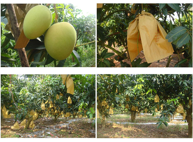 Mango growing bag factory price