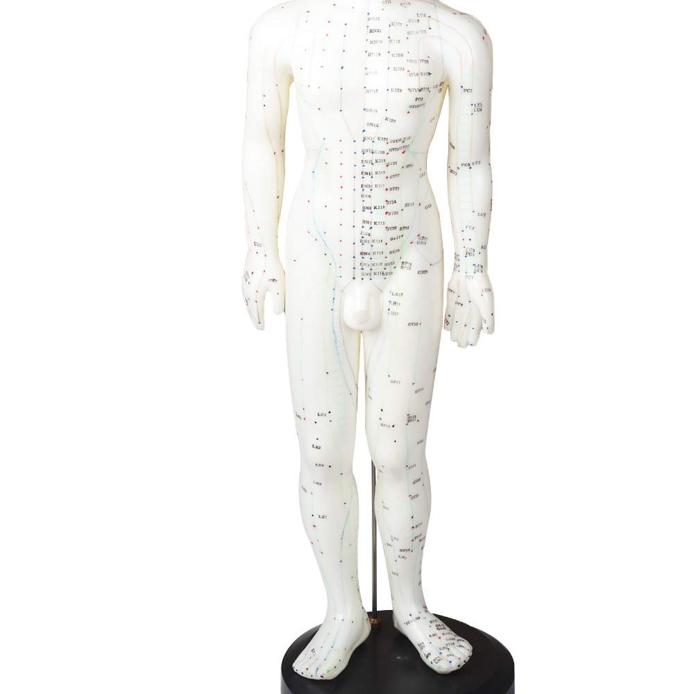 50cm Point Male Acupuncture Model Human Body GMP Certificate