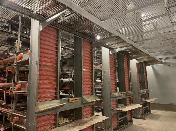 Poultry Farm Layer Chicken Cage / Full Automatic Chicken Raising Equipment