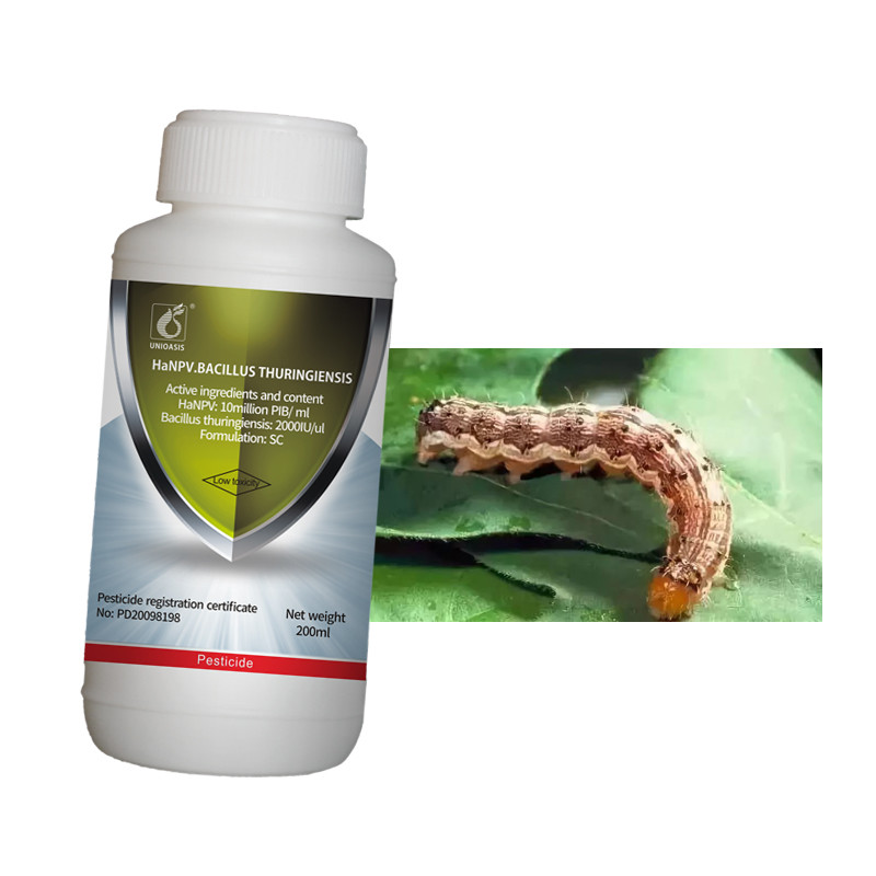 HaNPV Bt Bio Pesticide China Xinjiang Cotton Pests Killing Chilli Helicoverpa Assulta