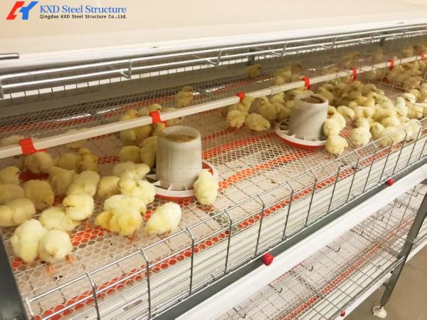 Automatic Broiler Poultry Farming Equipment Galvanized H Type Battery Chicken
