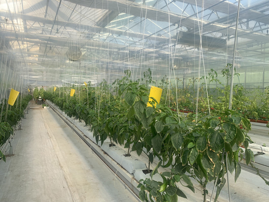 Innovative Hydroponic System for Film Greenhouse Cultivation