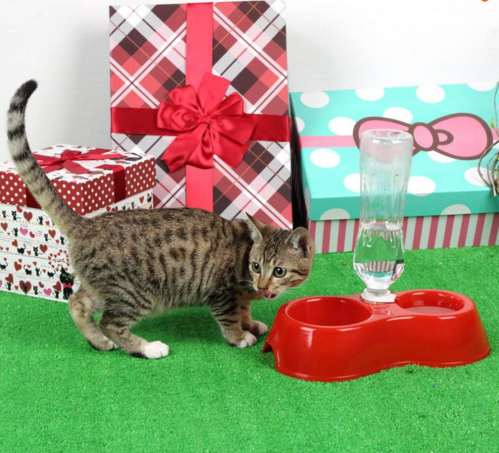 Free Shipping dogs drinking water Dispenser Feeder Utensils Bowl