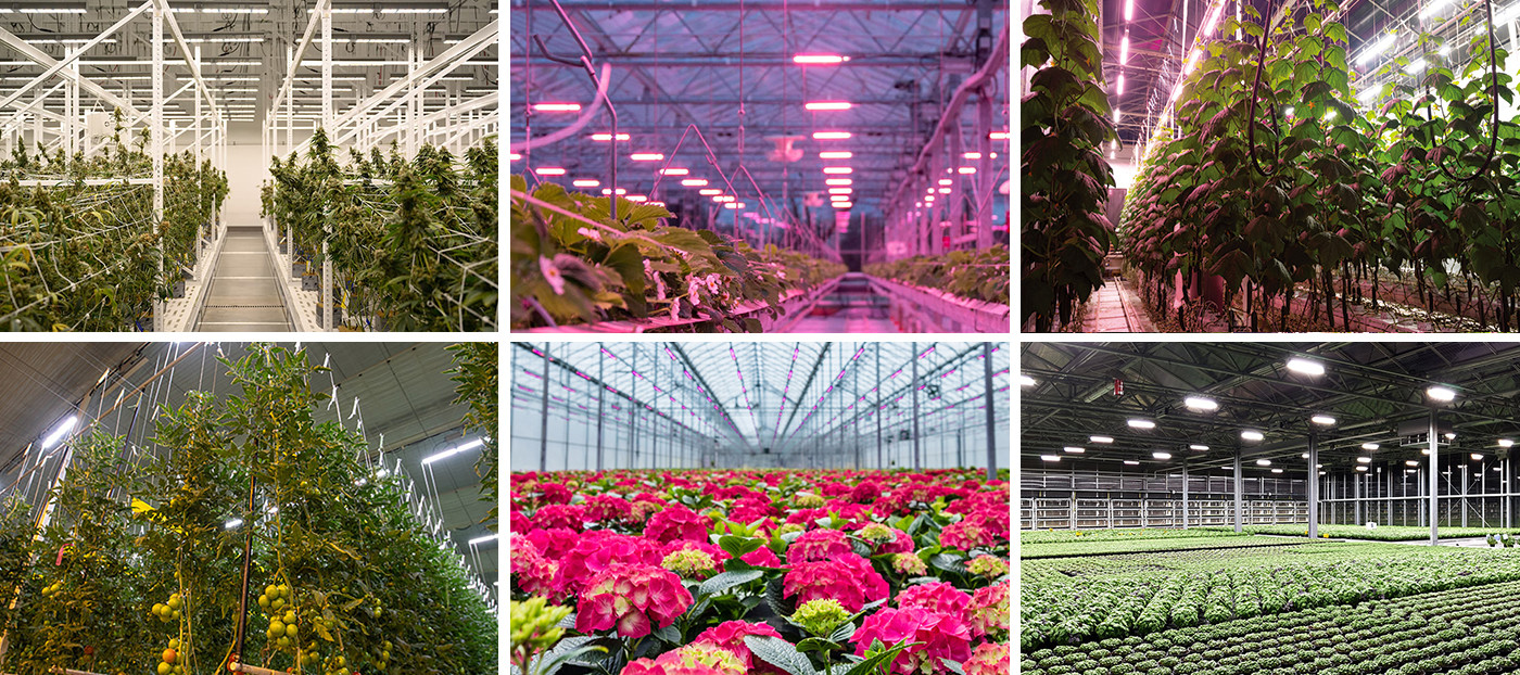 1000W LED Grow Light Full Spectrum PPE 2.8 Gold Heat Sink Width Board Light Bar Grow Light Commercial