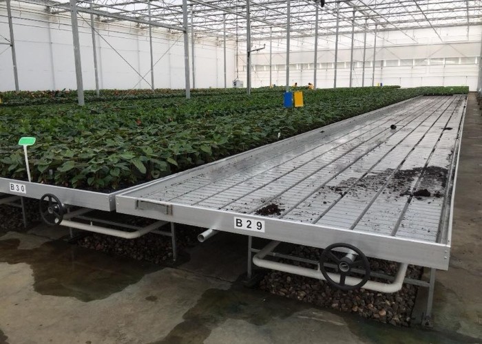 1.22x2.44m Ebb And Flow Rolling Bench Seedbed Abs Tray Gray Color For Drain Water Greenhouse Rolling Bench System