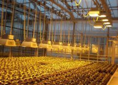 Lighting System for Container Greenhouses
