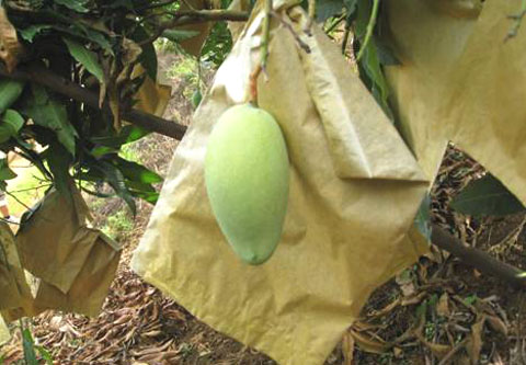 Protection paper bag machine for mango