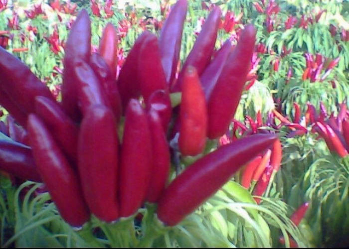 20000SHU Chinese Dried Red Chili Peppers 12% Moisture With Stem